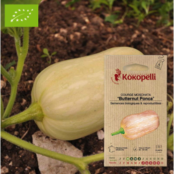 Graines bio à semer - Courge Moschata Butternut Ponca