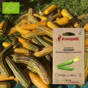 Sachet de graines bio à semer - Courgette Cocozelle