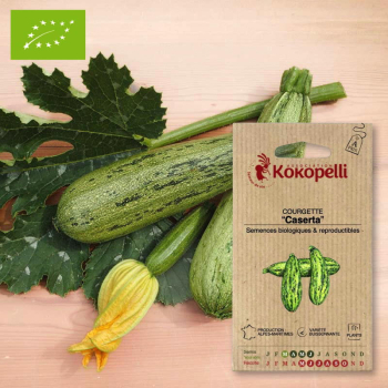 Sachet de graines bio à semer - Courgette Caserta