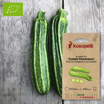 Sachet de graines bio à semer - Courgette Costata Romanesco