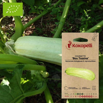 Sachet de graines bio à semer - Courgette Bou Tozzina