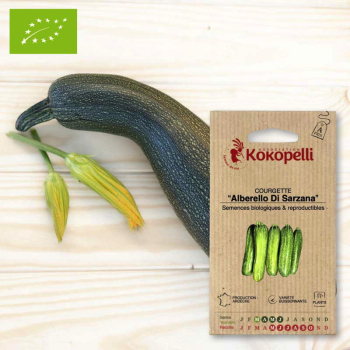 Sachet de graines bio à semer - Courgette Alberello Di Sarzana