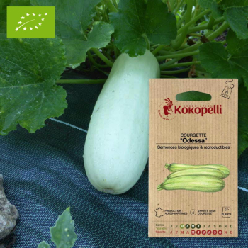 Sachet de graines bio à semer - Courgette Odessa