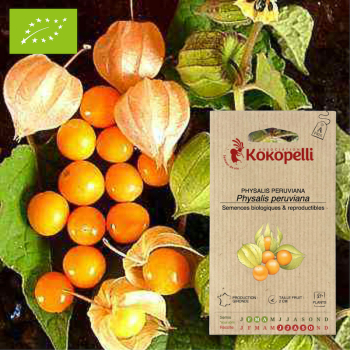 Sachet de graines bio à semer - Physalis Peruviana Coqueret du Pérou