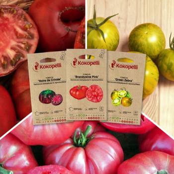 Sachet de graines bio à semer -Tomates colorées - 3 sachets de graines bio à semer