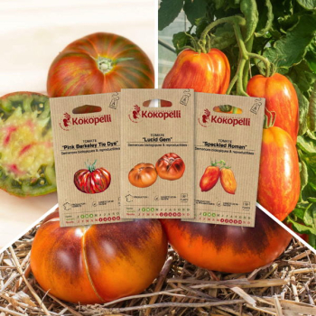 Tomates zébrées - 3 sachets de graines bio à semer