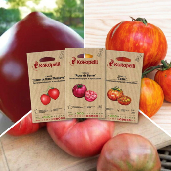 Sachet de graines bio à semer -Tomates savoureuses - 3 sachets de graines bio à semer