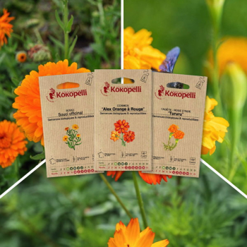 Fleurs utiles au potager - 3 sachets de graines bio à semer