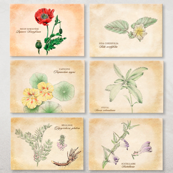Lot de 14 cartes postales Plantes médicinales