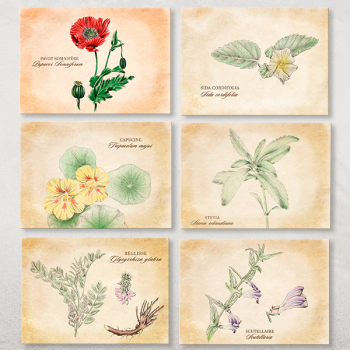 14 cartes postales Plantes médicinales