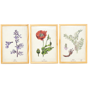 3 Affiches Plantes médicinales A4