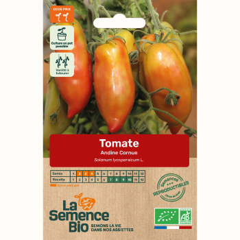 semences-bio-reproductibles-tomate-andine-cornue-bio