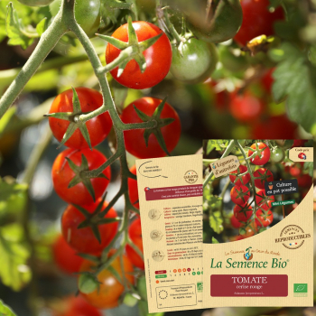 semences-bio-reproductibles-tomate-cerise-rouge-bio