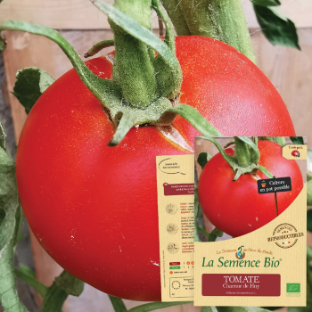 tomate-charnue-de-huy-bio