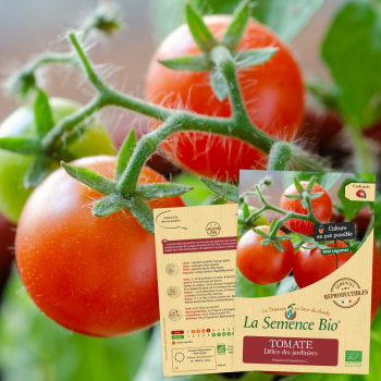 tomate-delice-des-jardiniers-bio