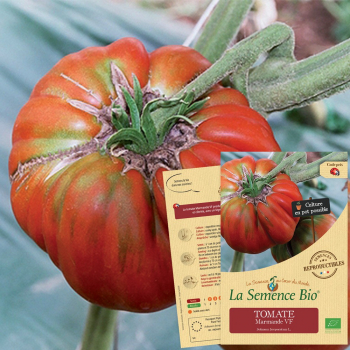 semences-bio-reproductibles-tomate-marmande-vf-bio