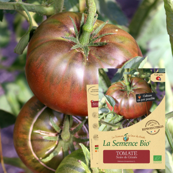 semences-bio-reproductibles-tomate-noire-de-crimee-bio
