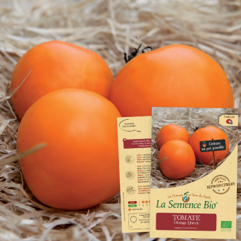 semences-bio-reproductibles-tomate-orange-queen-bio