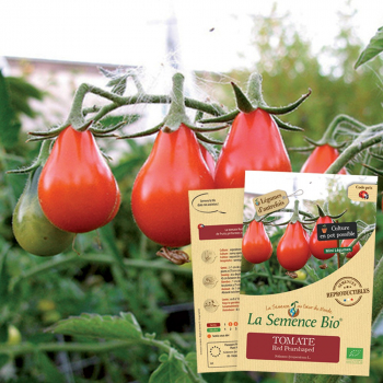 semences-bio-reproductibles-tomate-red-pearshaped-bio
