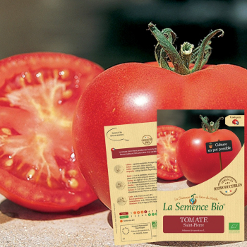 semences-bio-reproductibles-tomate-saint-pierre-bio