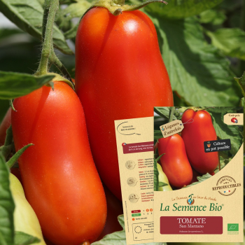 semences-bio-reproductibles-tomate-san-marzano-bio