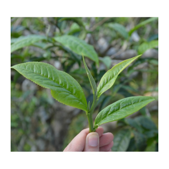 Thé vert Menthe bio et équitable