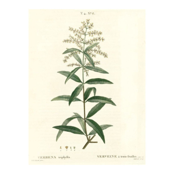 Verveine, Feuille Bio