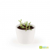 Edelweiss Pot blanc 8 cm