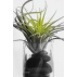 "Tillandsia  en NB" papier peint vinyle 158X250