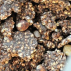 Granola du Tigre bio: souchet, cacao & noisette Bio -  1kg vrac