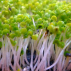 Basilic - Graines à germer bio - 6g - Geo