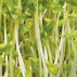 Chou Kale Noir - Graines à germer bio - 300g - Geo