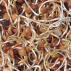 Lentille - Graines à germer bio - 600g - Geo