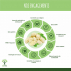 Mûres Blanches bio - Mulberries - Vitamine C - Vitamine A - Antioxydant - Fruit sec - Certifié Ecocert  BIOPTIMAL - 300g