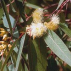 Eucalyptus*, Contenance: 15 ml