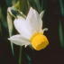 Narcisse Bulbocodium*, Contenance: 15 ml
