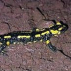 Salamandre*