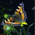 Papillon*