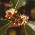 Houx/Holly*, Contenance: 15 ml