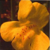 Muscade/Mimulus*, Contenance: 30 ml