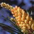 Pin sylvestre/Pine*, Contenance: 15 ml