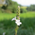 Verveine/Vervain*, Contenance: 30 ml