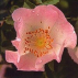 Eglantier/Wild Rose*, Contenance: 30 ml