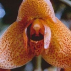 Agression Orchid*, Contenance: 30 ml