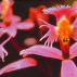 Angel Orchid*, Contenance: 30 ml