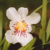 Angel of protection Orchid*, Contenance: 30 ml
