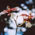 Channeling Orchid*, Contenance: 30 ml