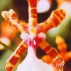 Colour Orchid*, Contenance: 15 ml