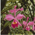 Füllhorn Cattleya*, Contenance: 30 ml