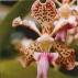 Fun Orchid*, Contenance: 15 ml